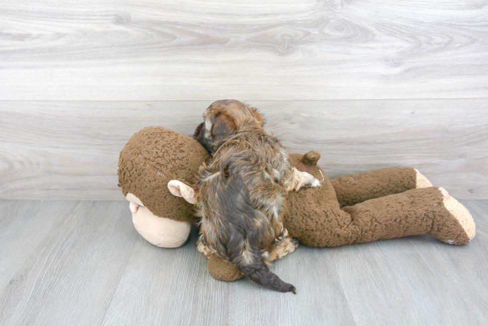 Friendly Havanese Baby