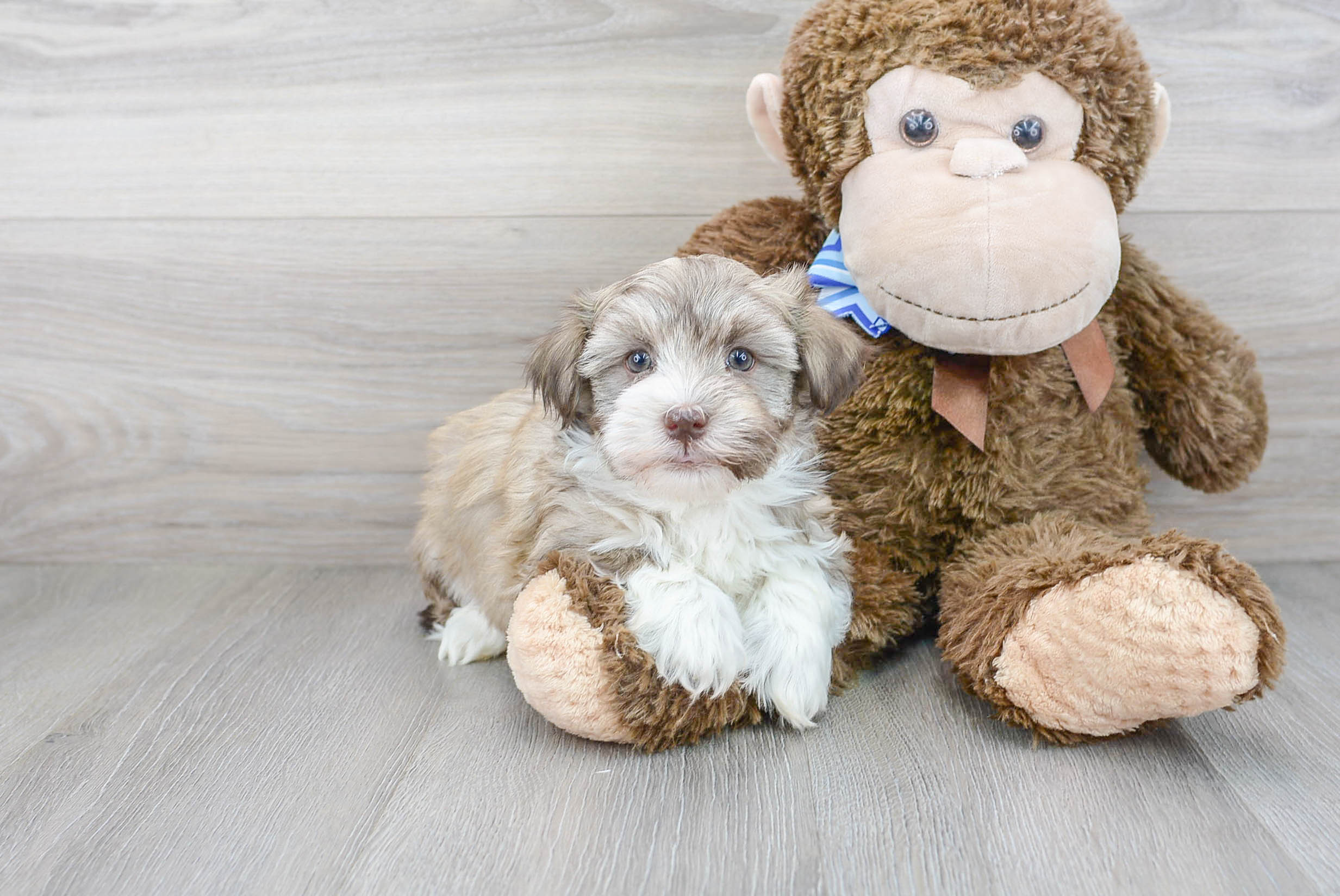 Playful Havanese Purebred Pup