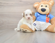 7 week old Havanese Puppy For Sale - Premier Pups