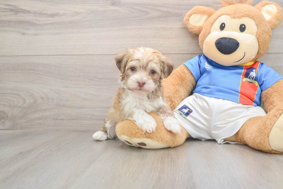 Happy Havanese Cuban Bichon Purebred Puppy