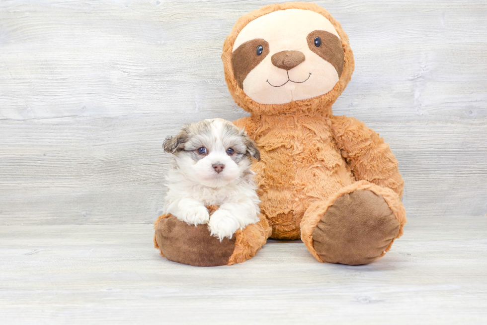 Playful Havanese Purebred Pup