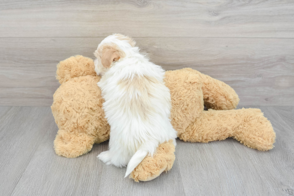 Havanese Puppy for Adoption