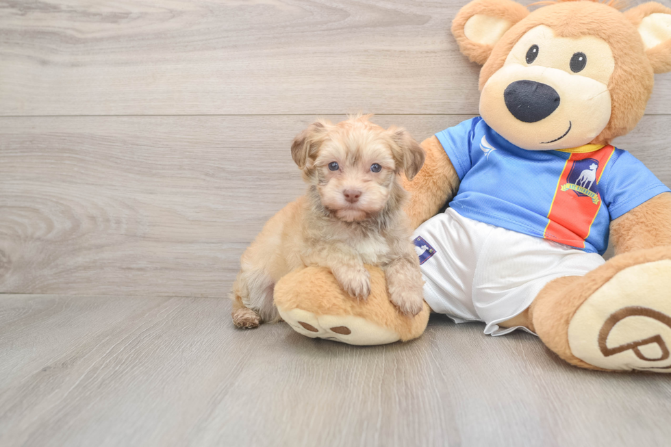 Sweet Havanese Cuban Bichon Purebred Puppy