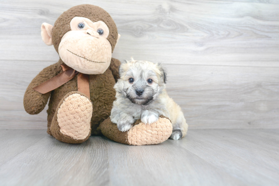 Playful Havanese Purebred Pup
