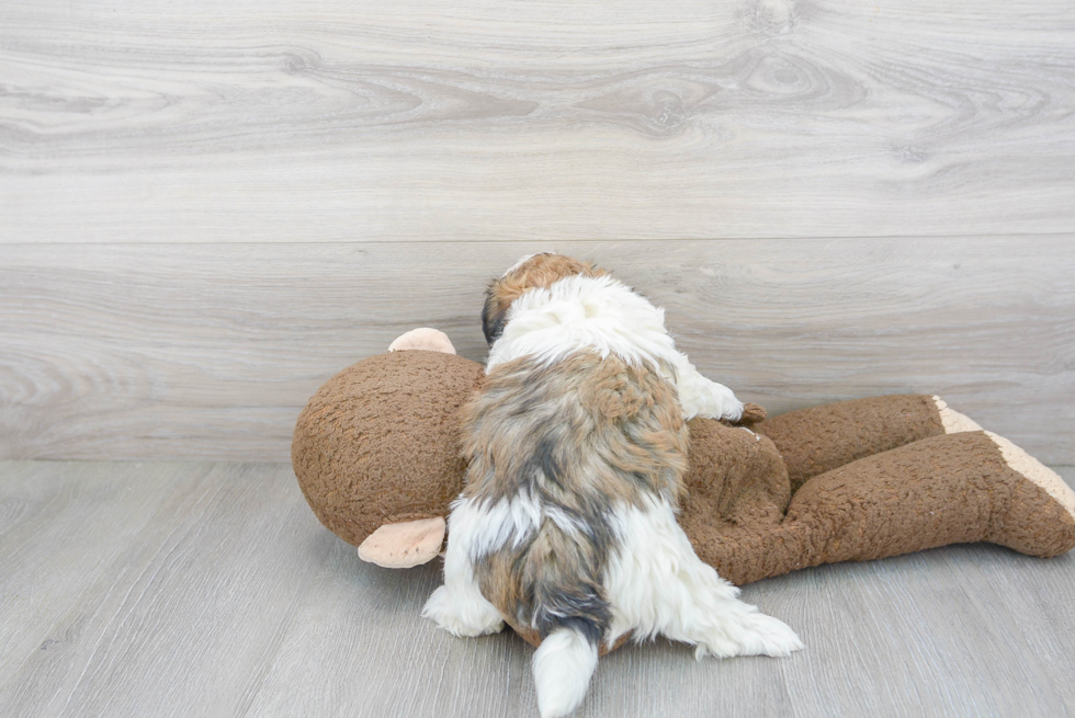 Small Havanese Purebred Pup