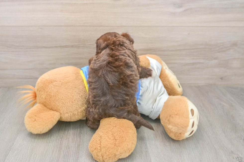 Happy Havanezer Purebred Puppy