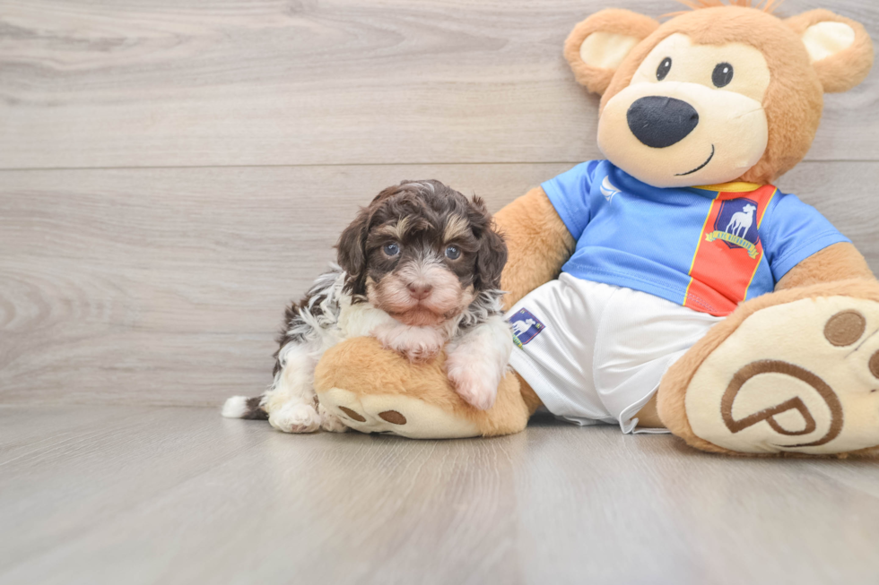 Adorable Bichon Havanes Purebred Puppy