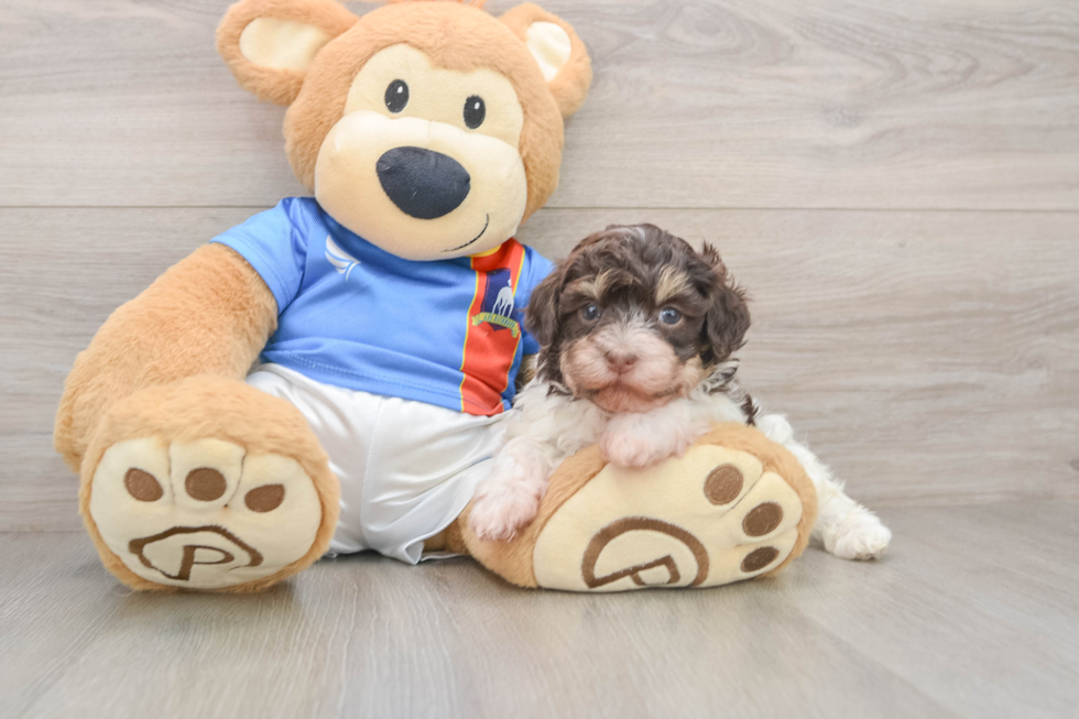 Happy Bichon Havanes Purebred Puppy