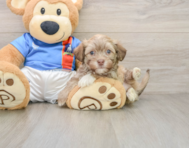 7 week old Havanese Puppy For Sale - Premier Pups