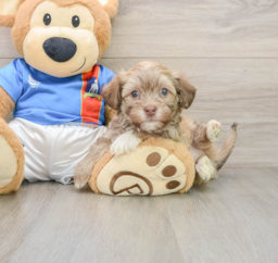 7 week old Havanese Puppy For Sale - Premier Pups