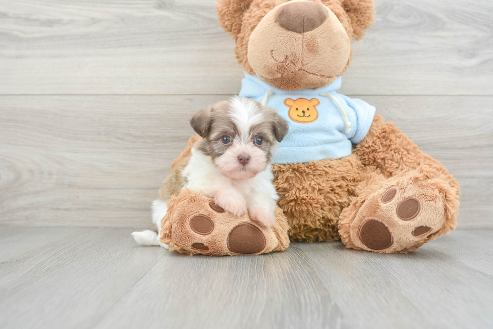 Best Havanese Baby