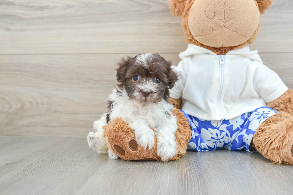 Playful Havanese Baby