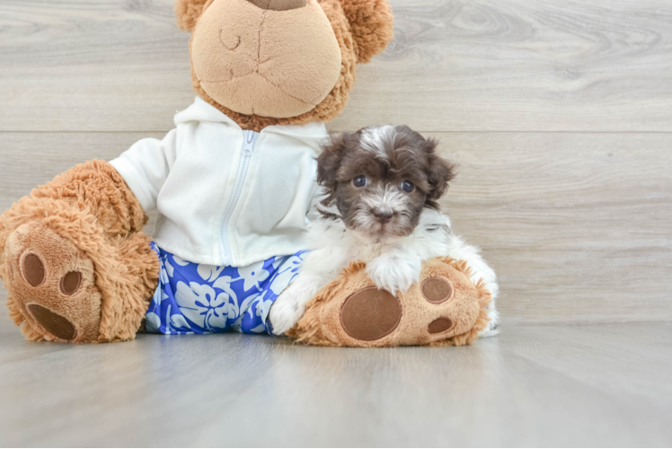 Havanese Pup Being Cute