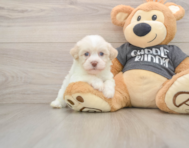 6 week old Havanese Puppy For Sale - Premier Pups