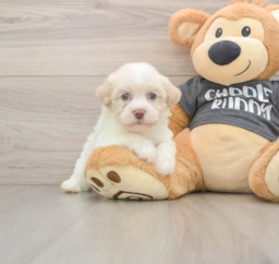 6 week old Havanese Puppy For Sale - Premier Pups