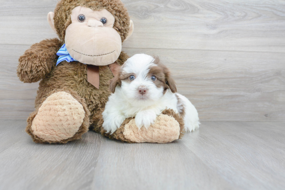 Friendly Havanese Purebred Pup