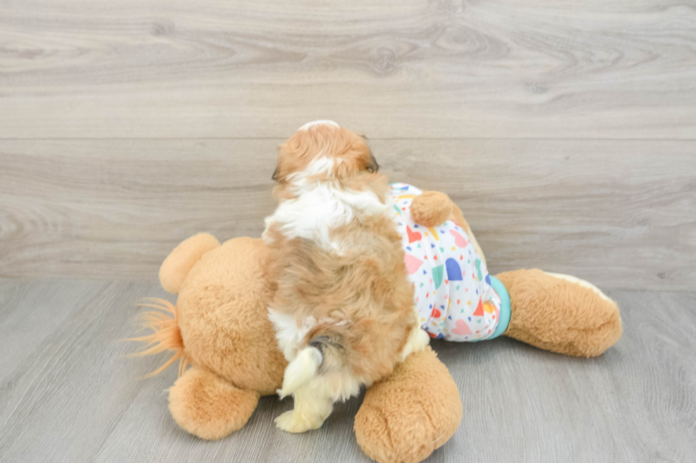 Sweet Havanese Cuban Bichon Purebred Puppy