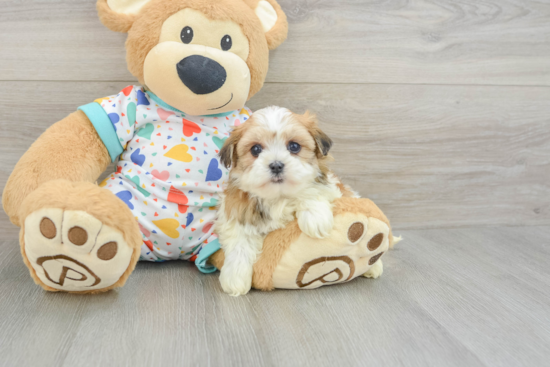 Smart Havanese Cuban Bichon Purebred Puppy