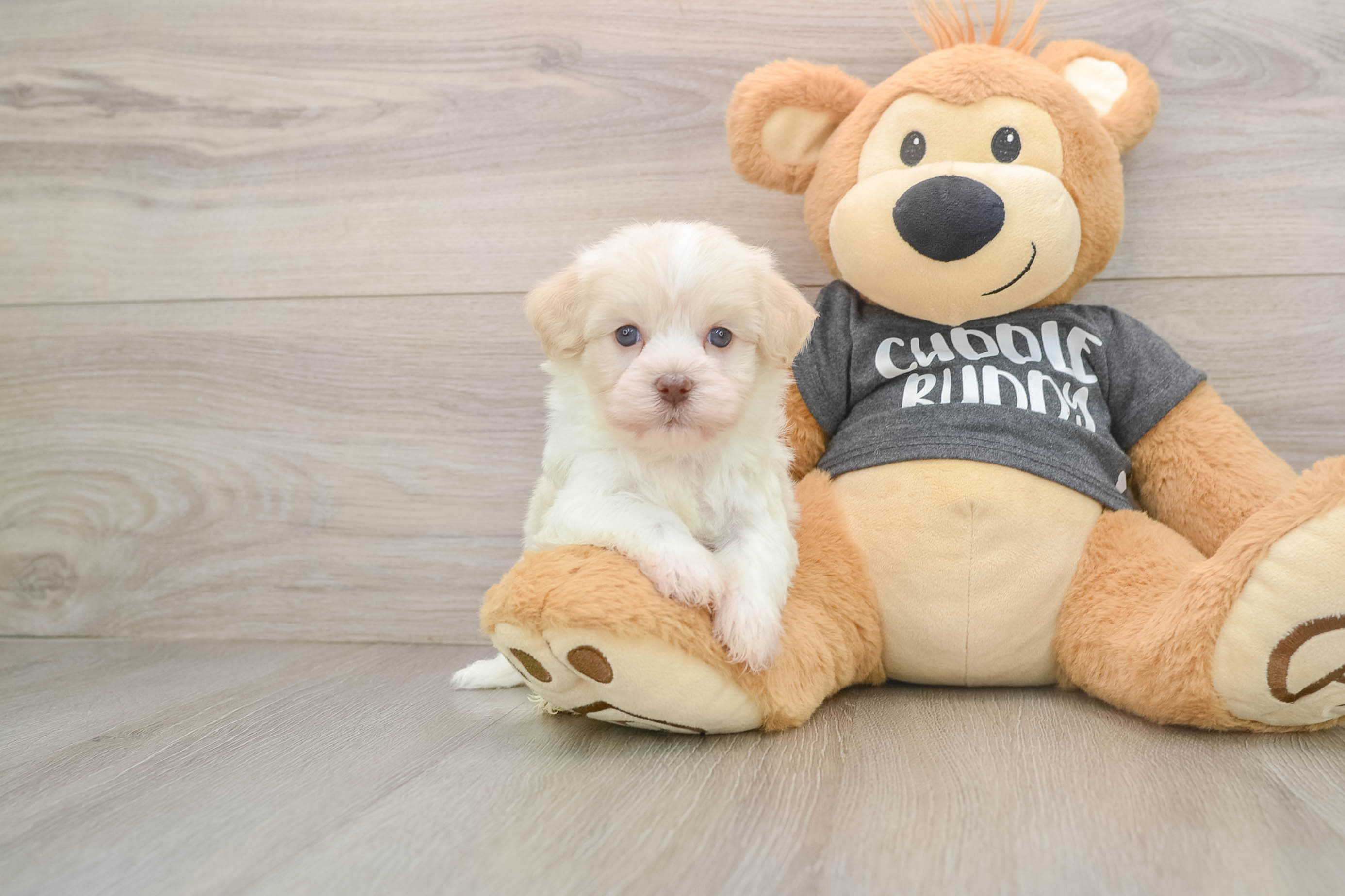 Best Havanese Baby