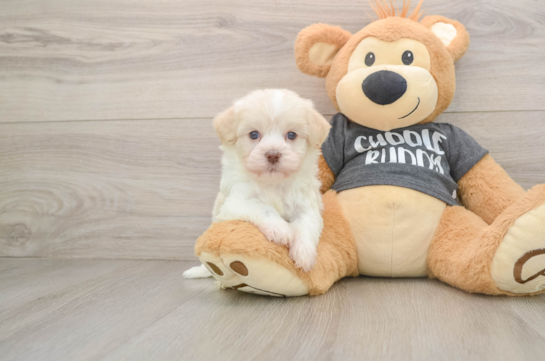 MARILYN, a Havanese littermate