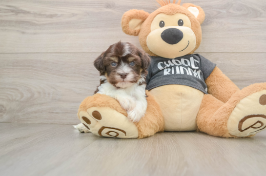 MARIO, a Havanese littermate