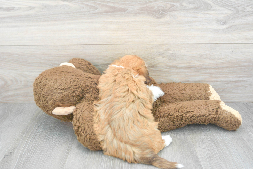 Smart Havanese Purebred Puppy