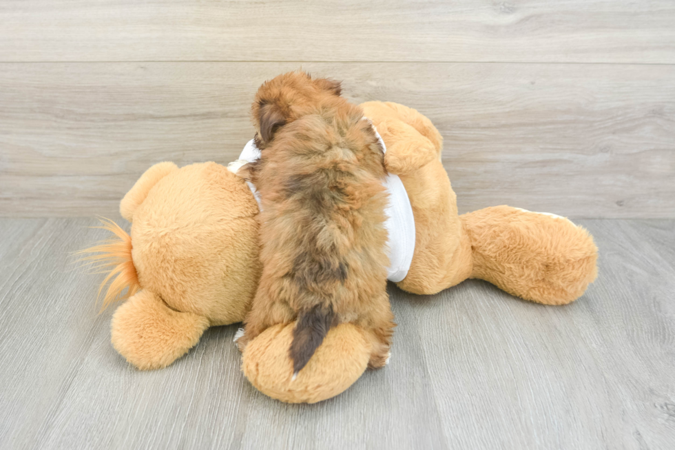 Playful Havanese Baby