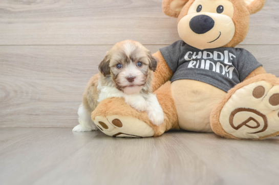 MOJITO, a Havanese littermate