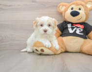 5 week old Havanese Puppy For Sale - Premier Pups