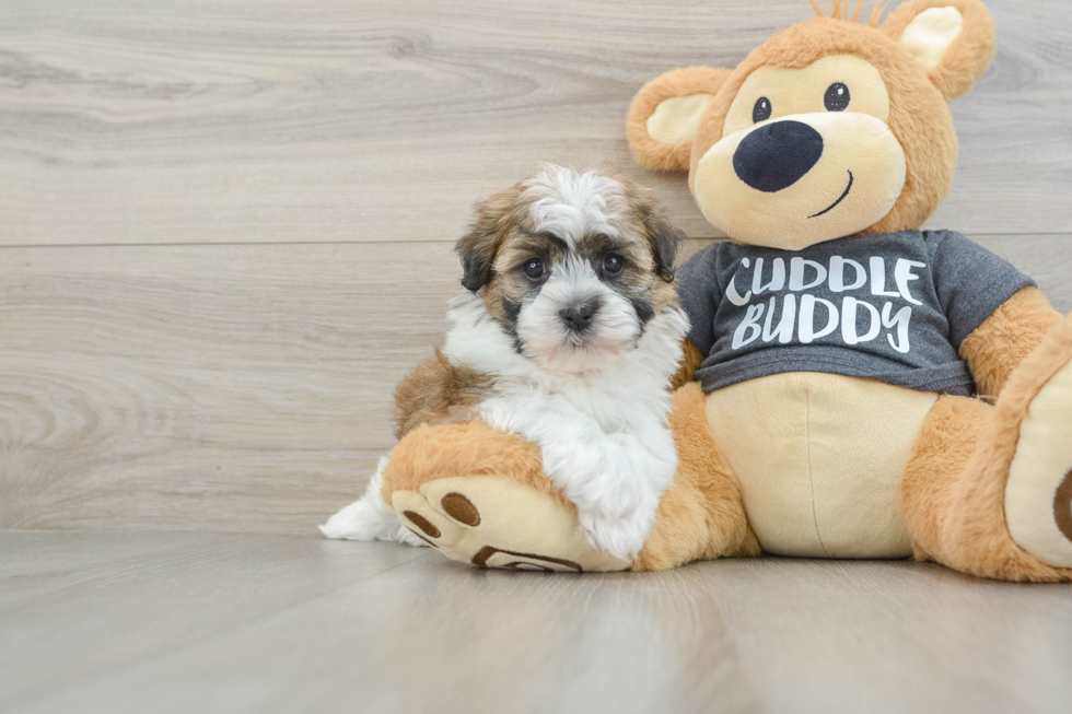 Havanese Pup Being Cute