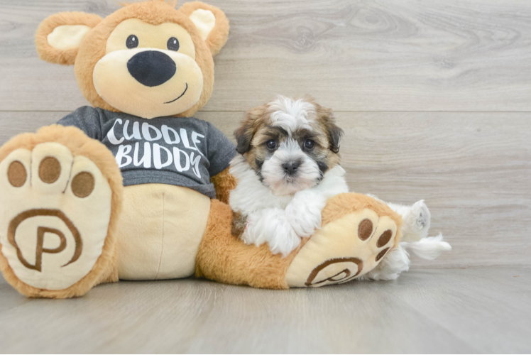 Havanese Puppy for Adoption