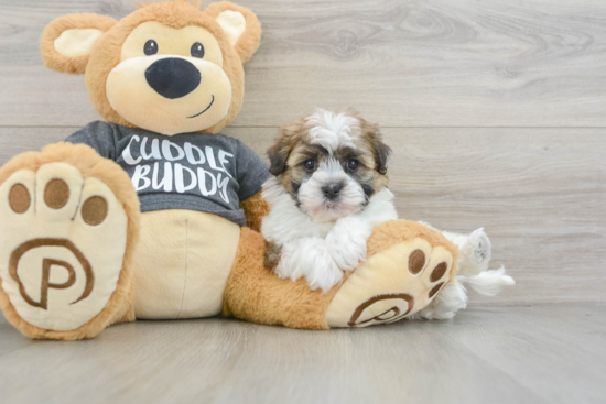 Havanese Puppy for Adoption