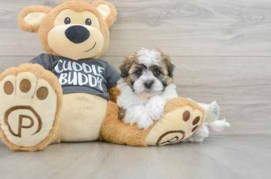 Havanese Puppy for Adoption