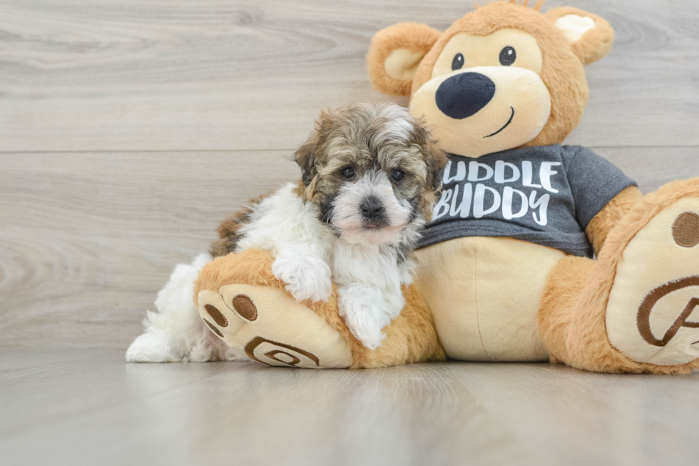 Havanese Pup Being Cute