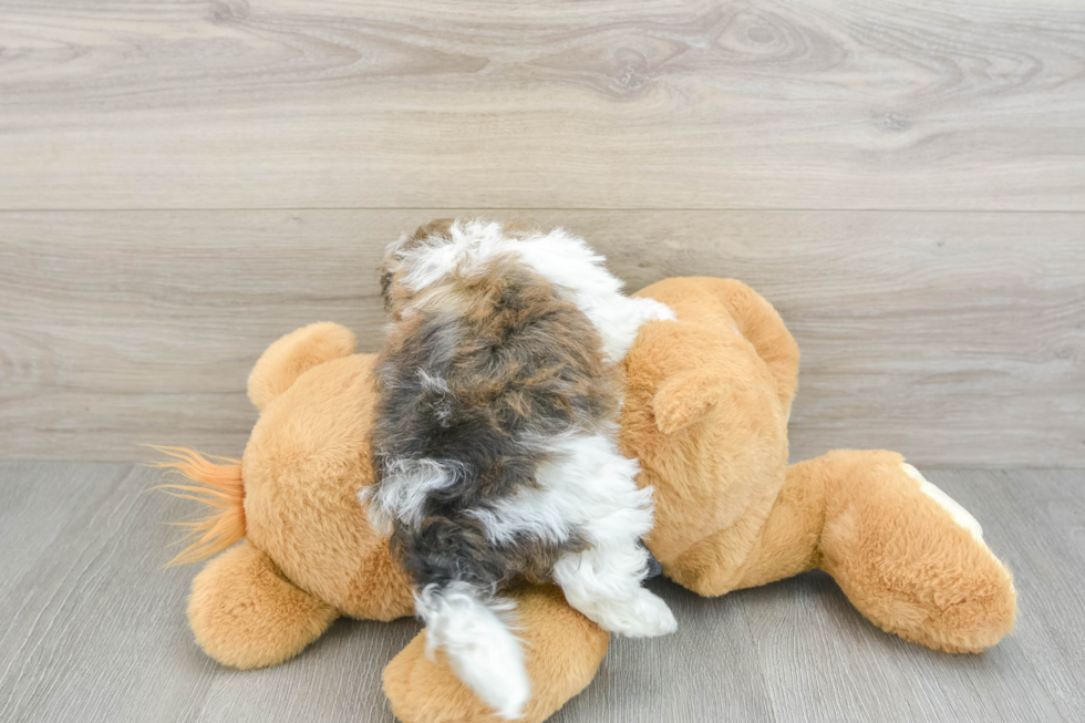 Playful Havanese Purebred Pup