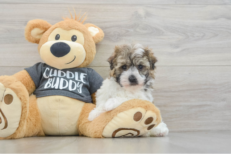 Havanese Puppy for Adoption