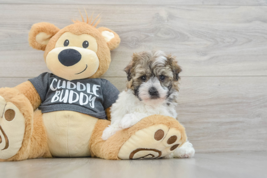 Havanese Puppy for Adoption