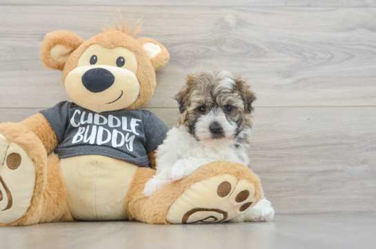 Havanese Puppy for Adoption
