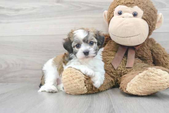 Small Havanese Baby