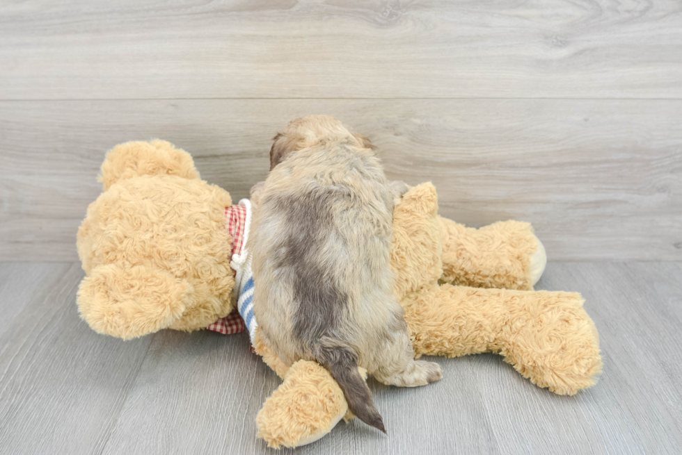 Funny Havanese Purebred Pup