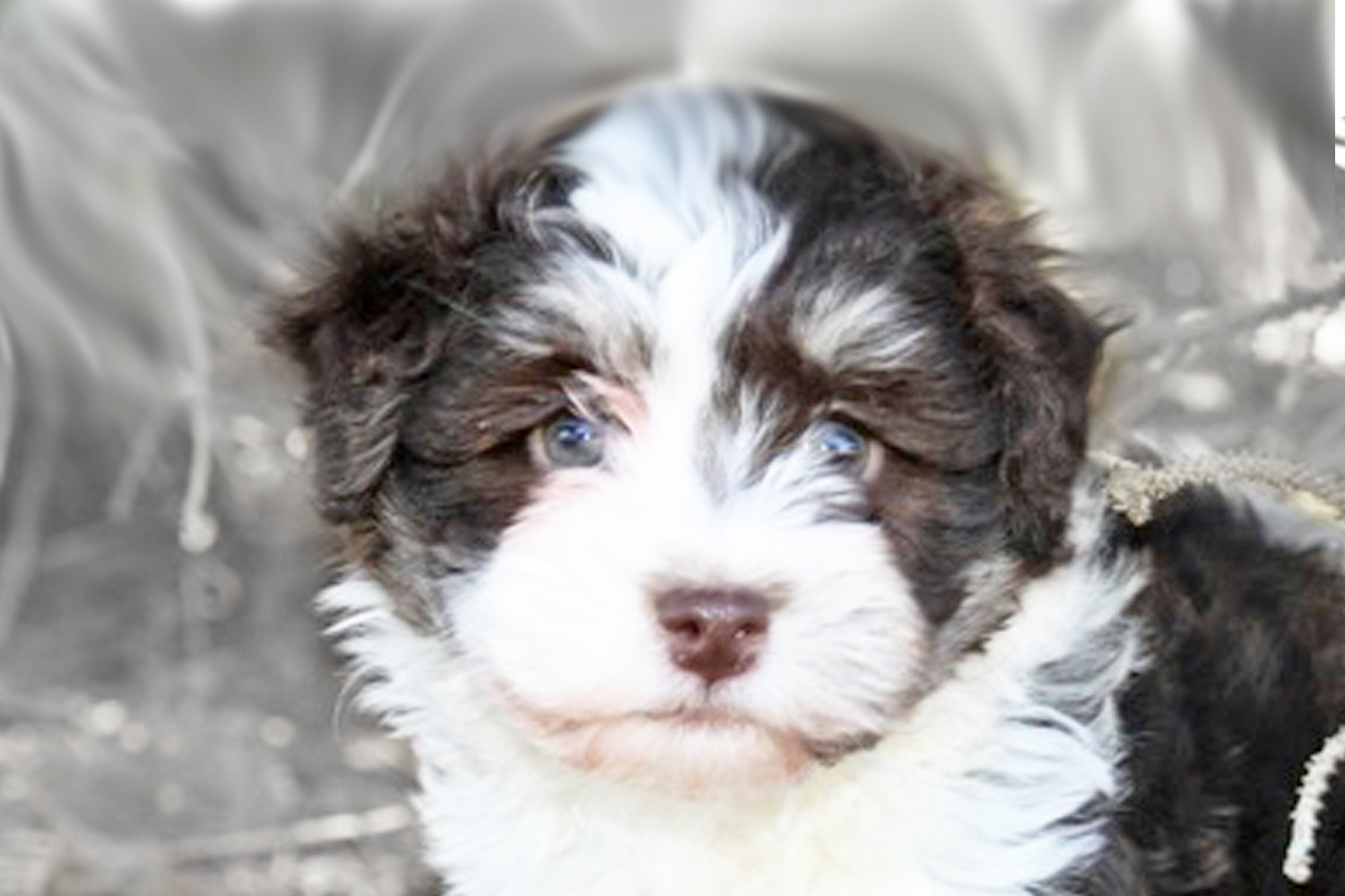 Havanese Puppies For Sale - Premier Pups