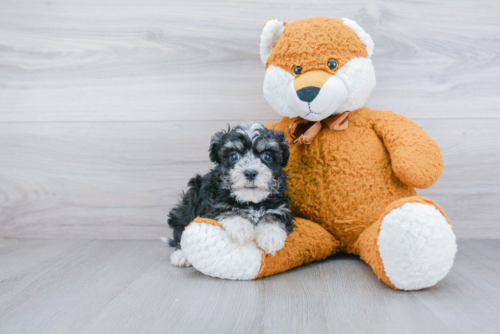 Funny Havanese Purebred Pup