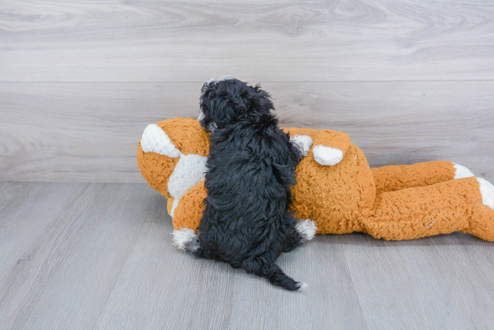 Havanese Pup Being Cute
