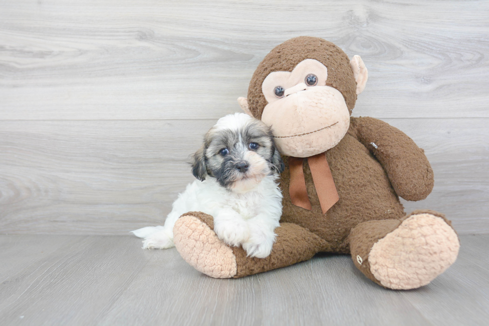 Friendly Havanese Purebred Pup