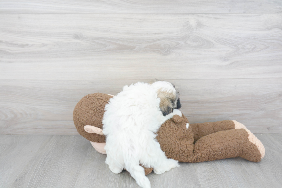 Havanese Puppy for Adoption