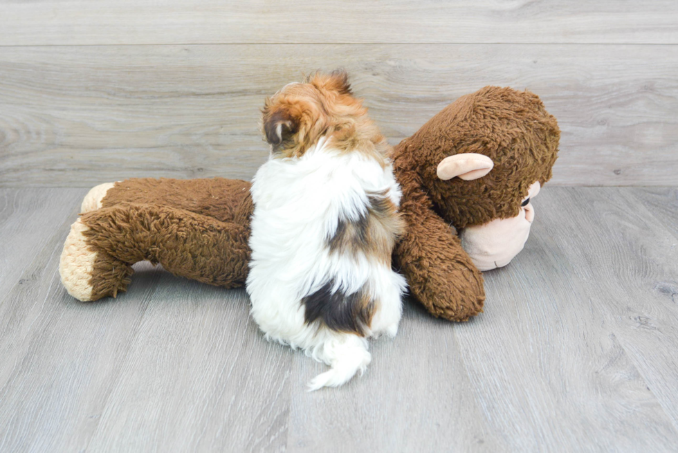 Havanese Puppy for Adoption