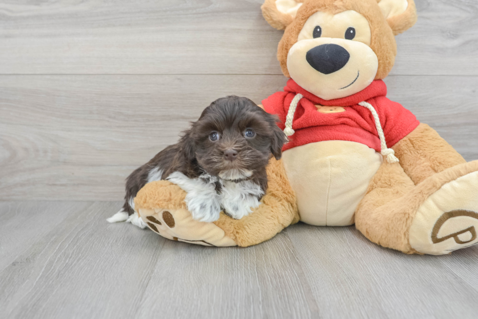 Petite Havanese Purebred Puppy
