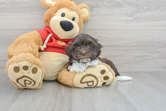 Funny Havanese Baby