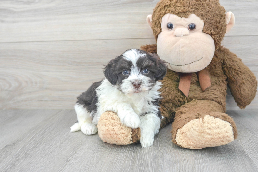 Playful Havanese Baby
