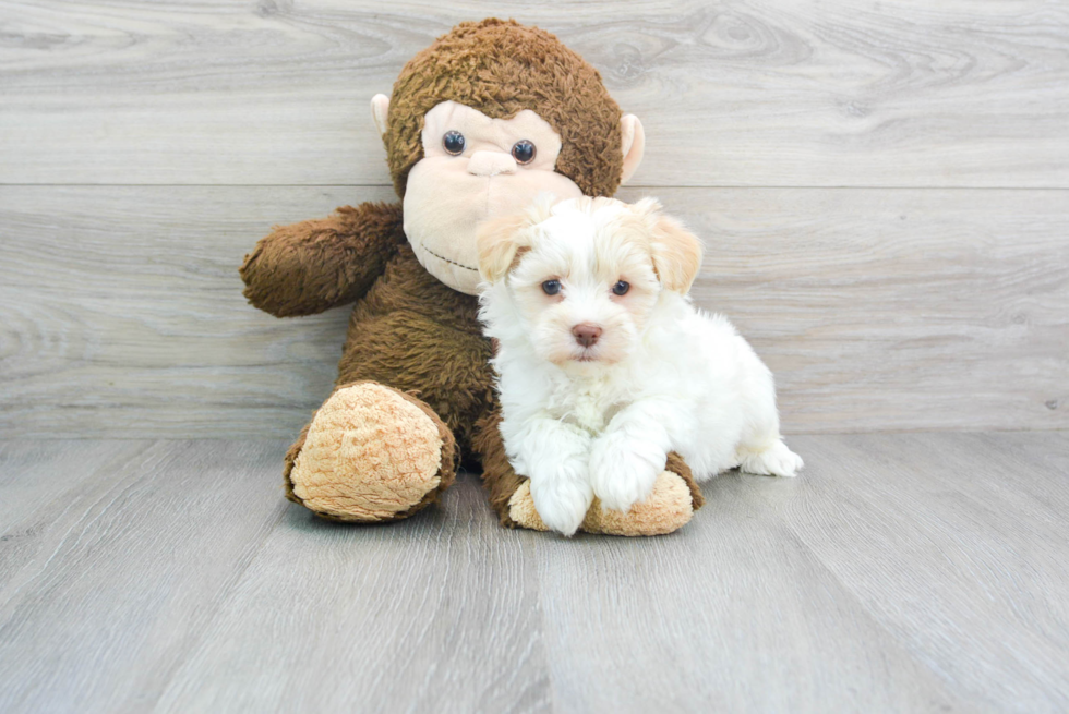 Best Havanese Baby